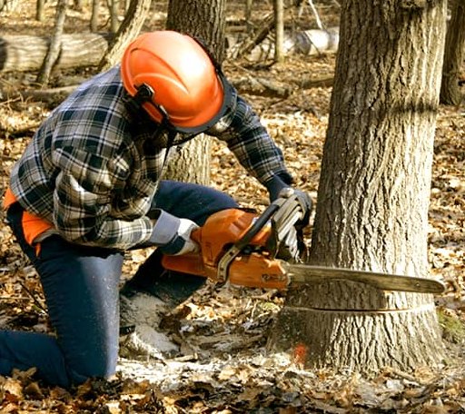 Tree Removal in Bow, NH